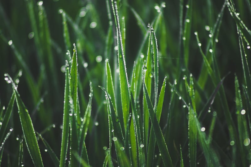 Nature-inspired Creations